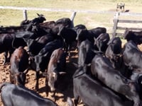 Lote 43