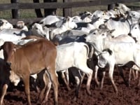 Lote 25