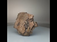 Leidyosuchus (Crocodilian) Tooth Biting Into Trionyx (Turtle) Shell // Upper Cretaceous