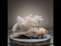 Calcite Stalactite