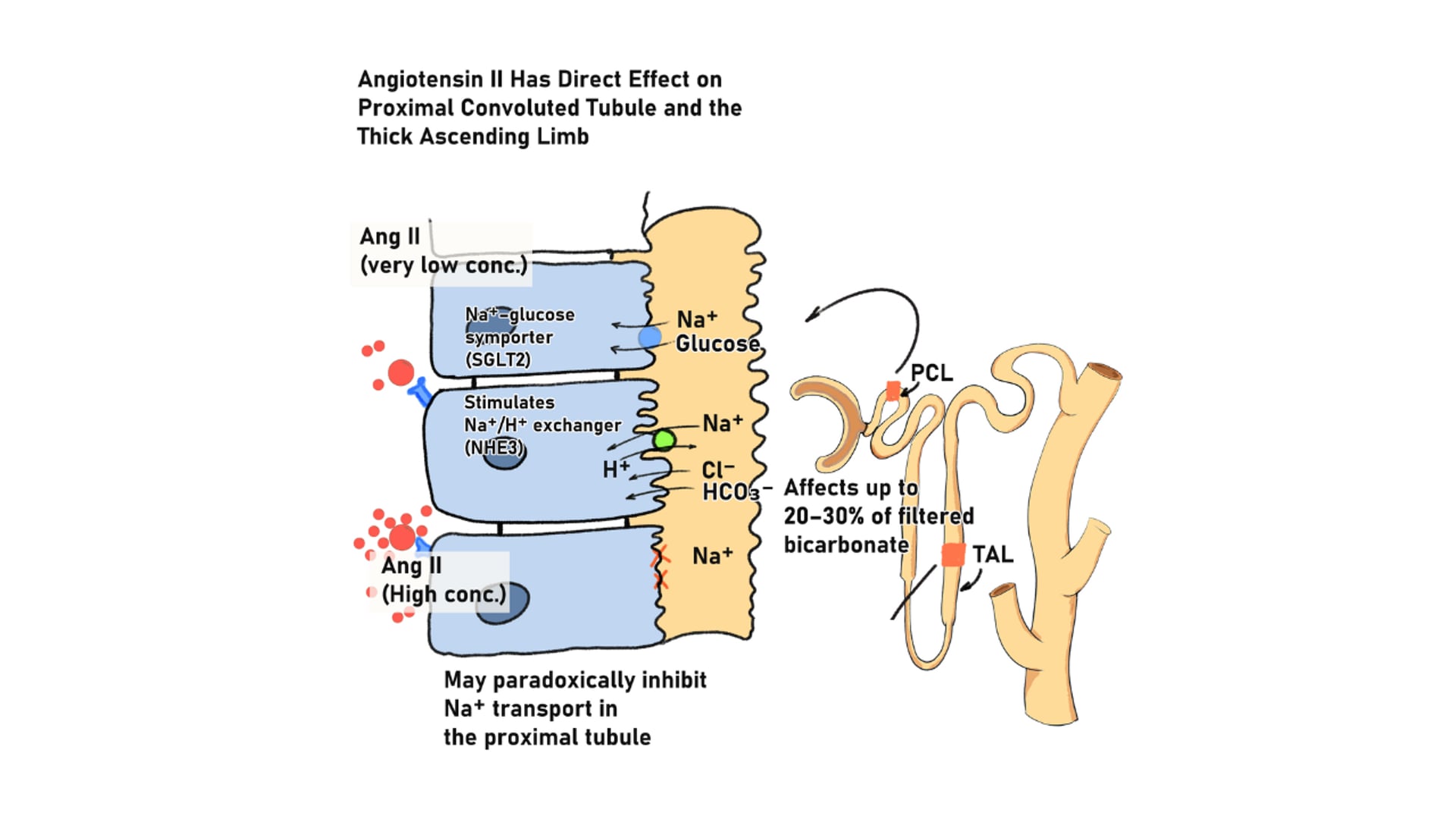 Functions and Effects of Angiotensin II: A Mechanistic Review