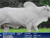 Lote 205