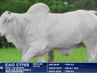 Lote 233