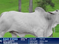 Lote 241
