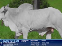 Lote 267