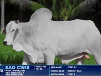 Lote 268
