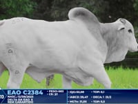 Lote 337