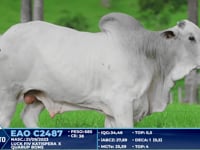 Lote 338