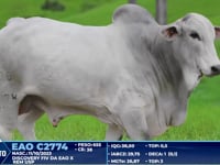 Lote 339