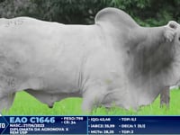 Lote 345