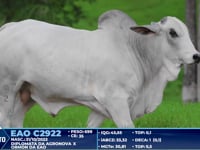 Lote 349