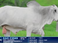 Lote 350