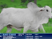 Lote 351