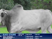 Lote 355