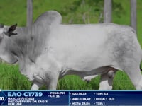 Lote 356