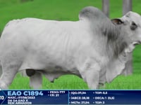 Lote 357