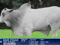 Lote 361