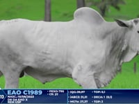 Lote 362