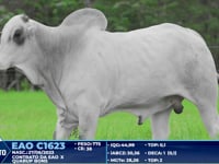 Lote 363