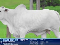 Lote 367