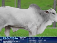 Lote 369