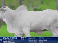 Lote 373