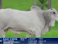 Lote 375