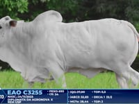 Lote 379