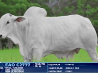 Lote 380