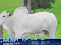 Lote 381