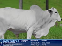 Lote 385