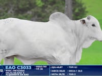 Lote 386