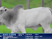 Lote 387