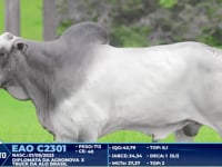 Lote 390