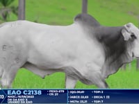 Lote 392