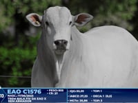 Lote 396