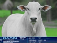 Lote 397
