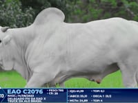 Lote 402