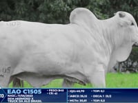 Lote 403