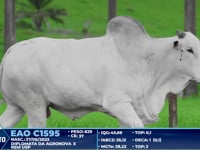Lote 406
