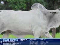 Lote 407