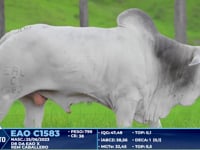 Lote 408