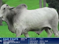 Lote 409