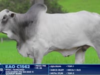 Lote 410