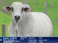 Lote 411