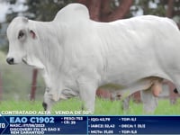 Lote 4000