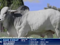Lote 5000