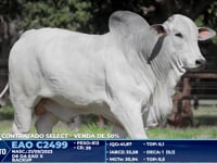 Lote 6000