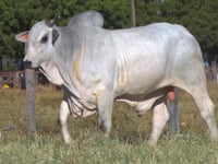Lote 109