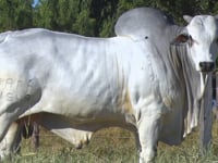 Lote 41